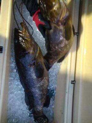 IMG_2093.jpeg